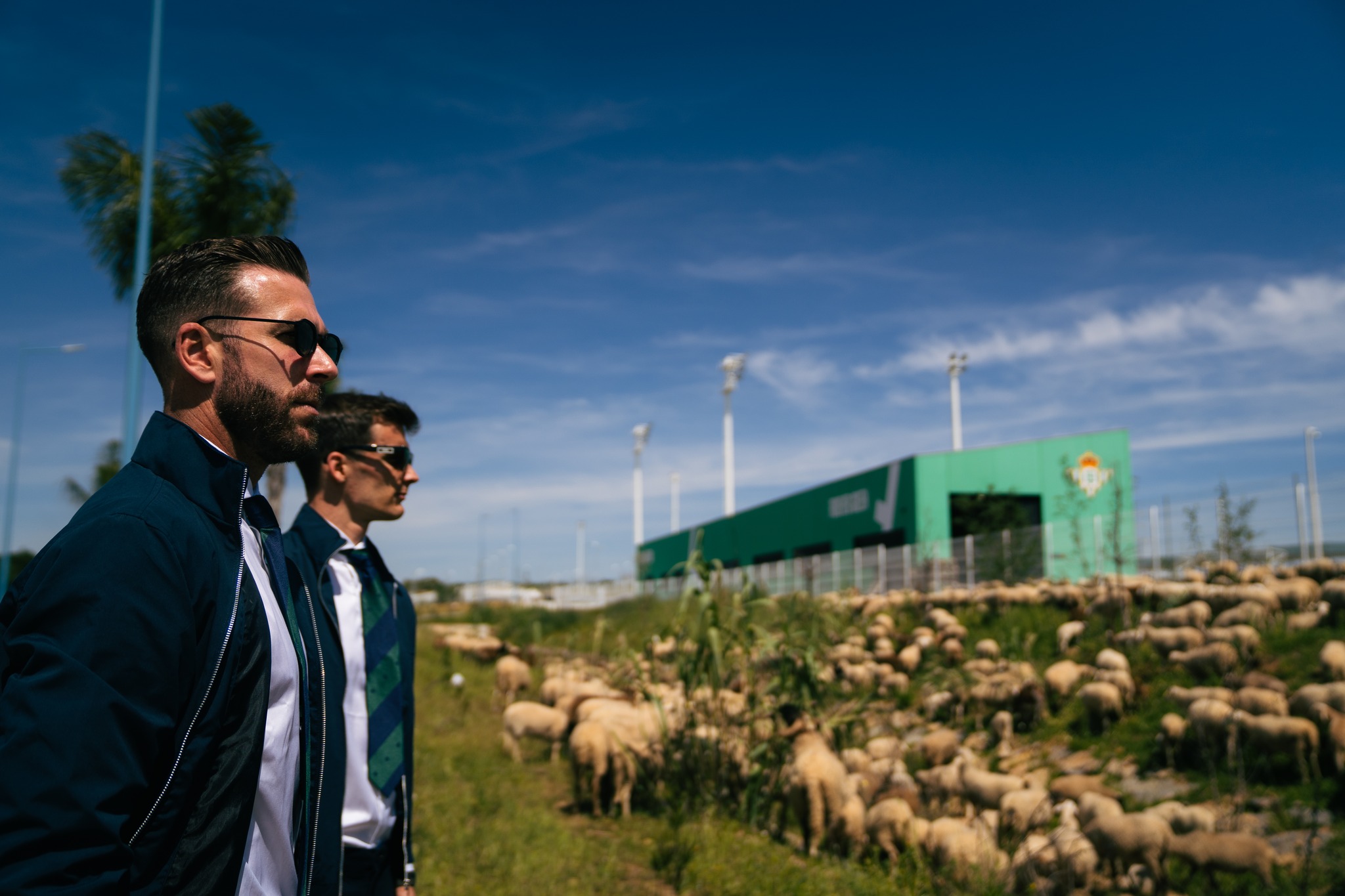 Local sheep and goats offer nature-friendly mowing solution for Real Betis