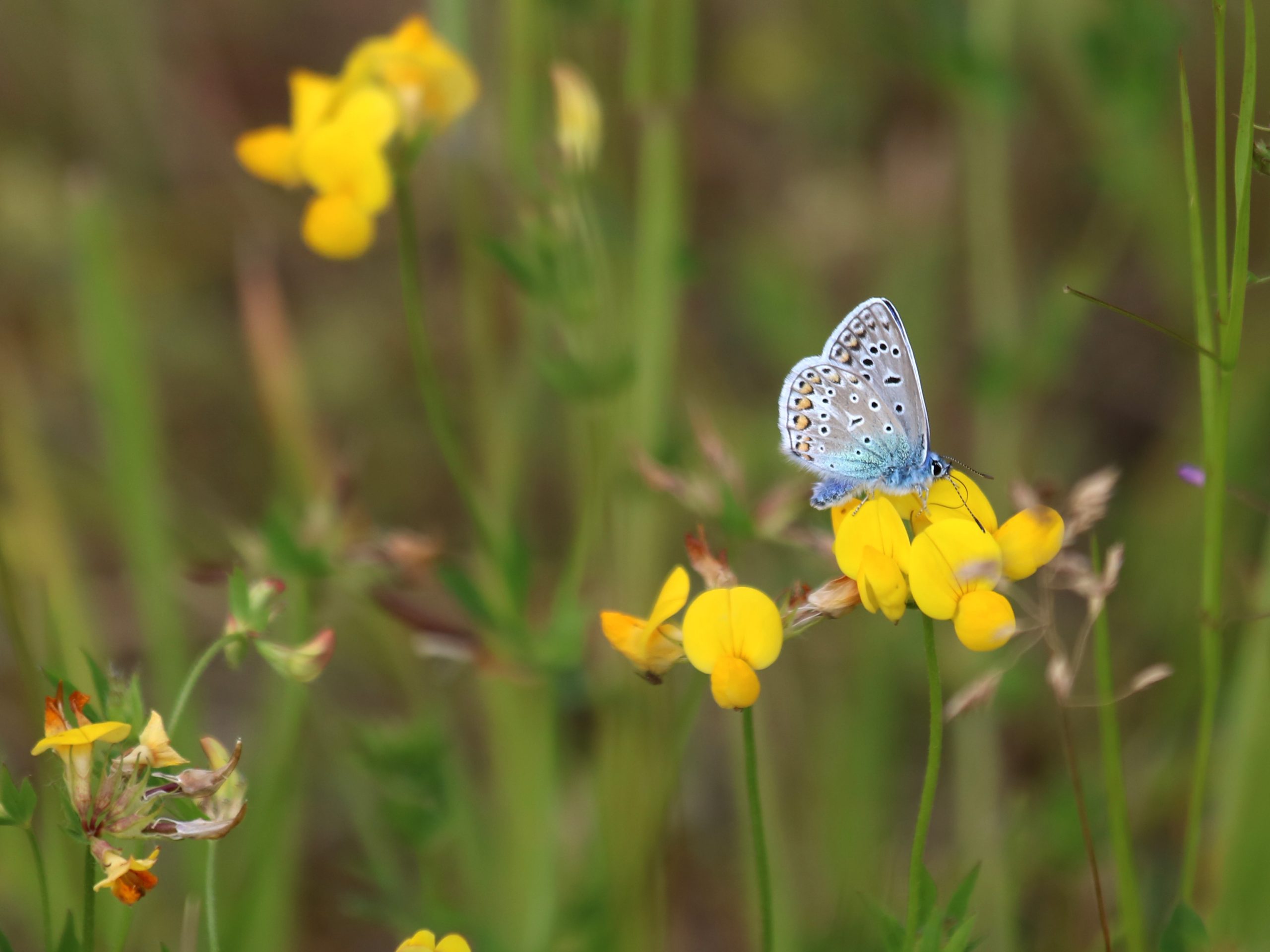 Golf for Biodiversity Programme turns golf courses into hubs for conservation