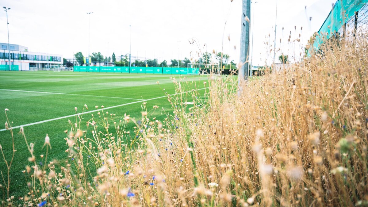 The first Bundesliga football club with a biodiversity plan