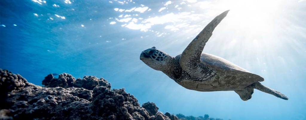 Bringing ocean literacy to life through sailing 